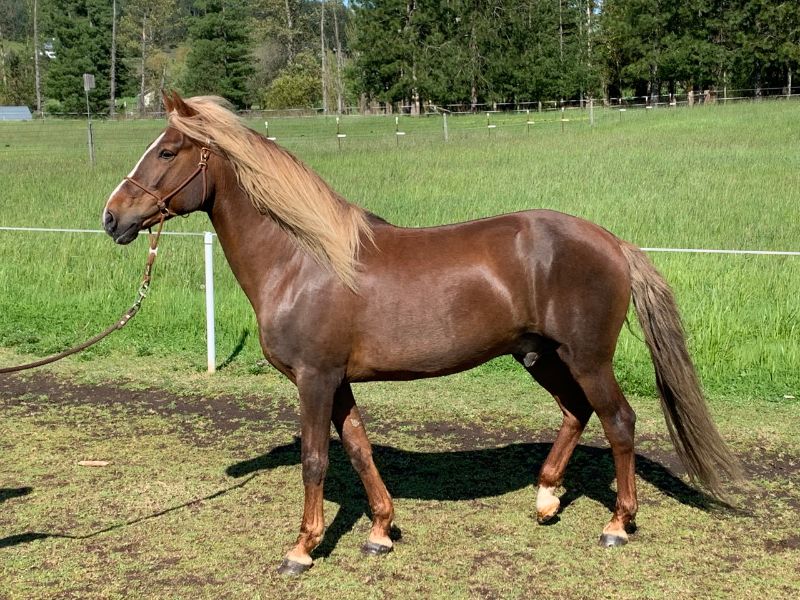 paso fino horse height and weight