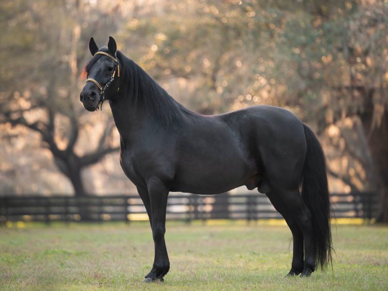 black Paso Fino