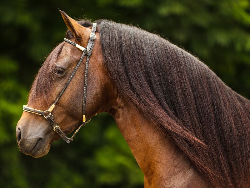 Paso fino horse pictures