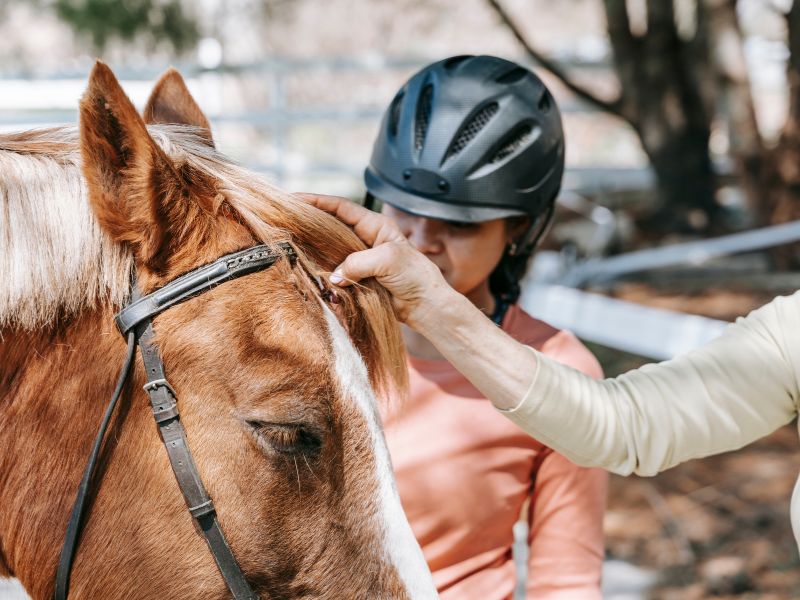 Paso Fino Horse Breed: History, Characteristics, And Care 17 Paso Fino Horse Grooming