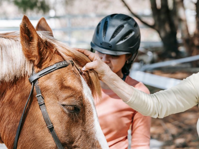 Paso Fino Horse Grooming