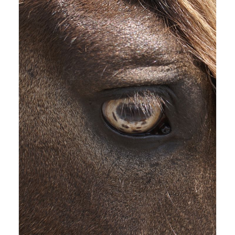 Eye Of The Paso Fino Horse