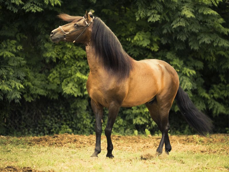 Paso Fino Horse Breed: History, Characteristics, And Care 19 Is The Paso Fino Horse Right For You