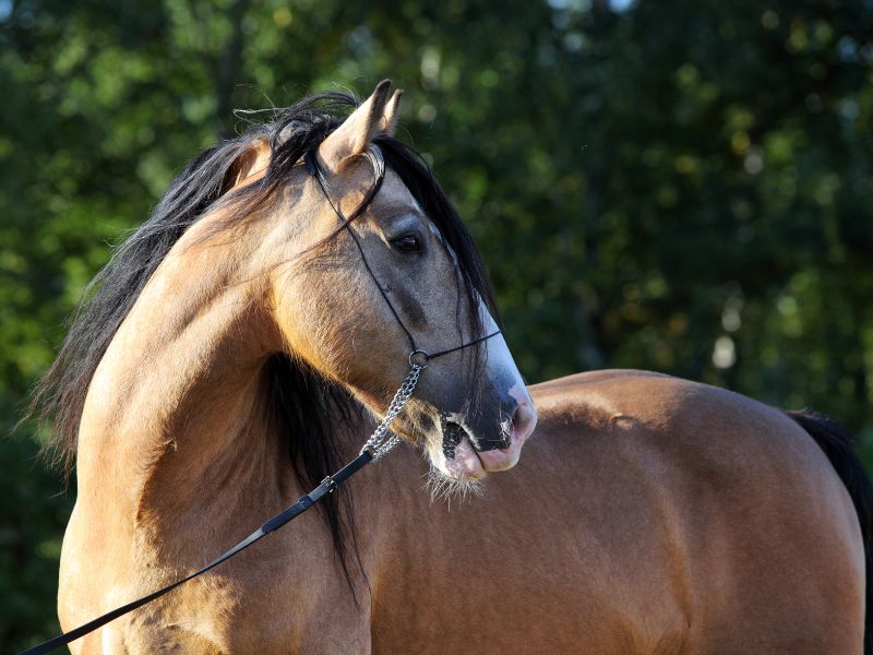 paso fino horse breed