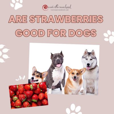 Are Strawberries Good For Dogs