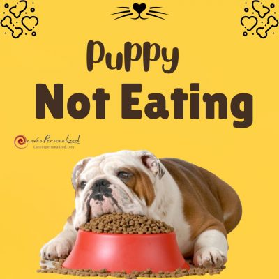 Why Is My Puppy Not Eating? Top Reasons And Solutions 62 11 Reasons Puppy Not Eating And What You Can Do