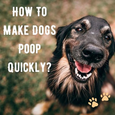 How To Make Dogs Poop Quickly? 11 Easy Ways In 2023