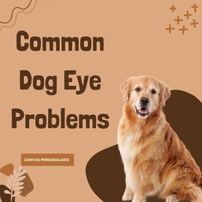13 Common Dog Eye Problems - Everything You Need To Know
