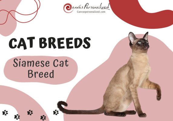Siamese Cat Breed