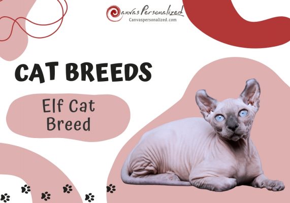 Elf Cat Breed