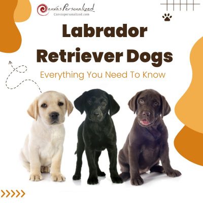 Labrador Retriever Dogs: Everything You Need To Know 40 Labrador Retriever Dogs: Everything You Need To Know