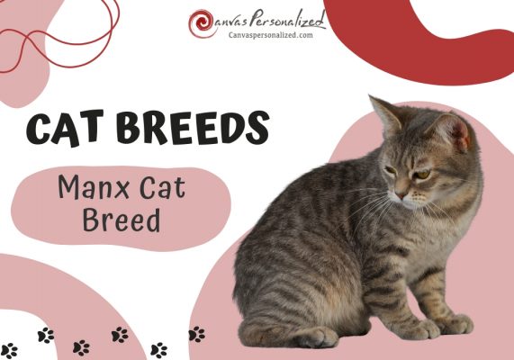 Manx Cat Breed